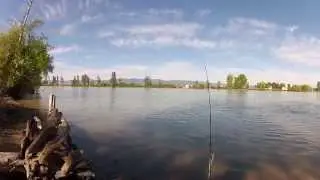 Lake Trout Fishing From Shore On Flathead River And Swan River W/ Accidental Bass!