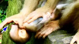 Mom monkey kicks and drops her baby // Tiny baby monkey falls and cries terrib.ly