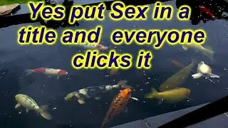 ***DIY KOI POND FILTERS***PLANTS TO FILTER YOUR POND WATER***KOI FISH*** WATER POLISHER FOAMS***