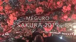 Meguro Sakura 2019 4K SAKURA ENTERTAINMENT