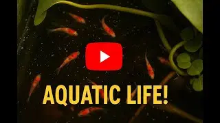 Tiny Aquatic World You&rsquo;ve Never Seen#AquaticLife #MiniPond #NatureFish #RelaxingVideo #KoiFish #Pond