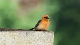 The Madagascar fody (Foudia madagascariensis)