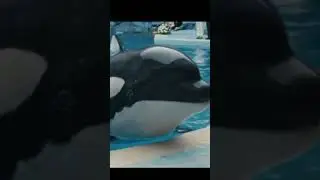 Floating Coffin of Orca 🐋💔 | Saddest Goodbye at Sea