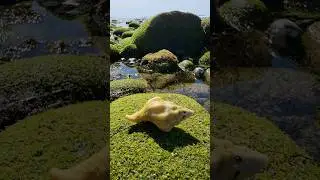 Kellet's Whelk | หอยเคลเลท