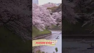 3 Best places to see Sakura Blooming in Tokyo