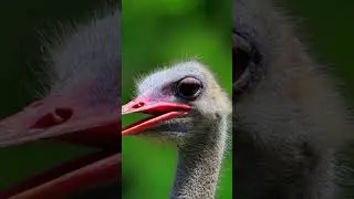 #ostrichfacts 🤍🩶🤍🩶🤍🩶