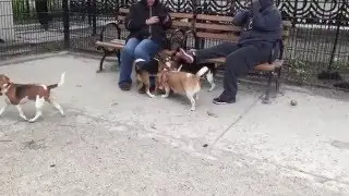 DiMattina Dog Run MeetUp: May 15, 2016 (Part 4)