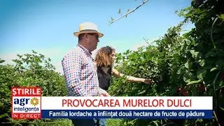 Afacerea cu mure a familiei Iordache