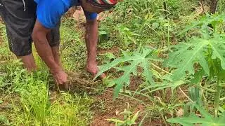Village Weed Removal for Healthy Crops #RuralAgriculture #TraditionalFarming
