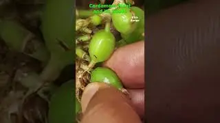 Cardamom Plant and its Seeds