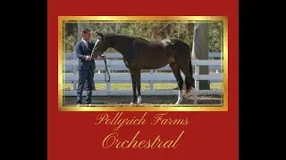 Orchestral - Pollyrich Farms