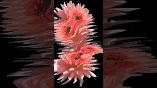 Dahlia cut out scanography #scanner #photography #art #dahlias #scan #artist #process #video #flower