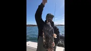 Blackfish (Tautog) - Strategy When the Bite is Not Aggressive
