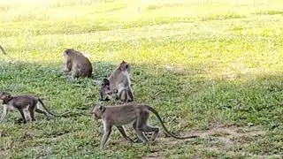 Deeply cry angry mom not allow milk. poor Baby monkey cry loudly..