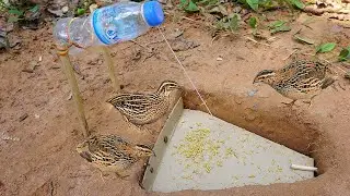 DIY Unique Quail Bird Trap Using Bottle & Hole / #How To Make Bird Trap Work 100%