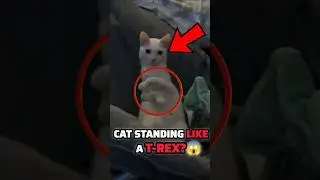 Cat with Limb Deformity😯