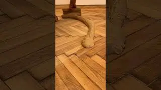 Satisfying Moment: Parkett kitten nach dem Schliff #shorts