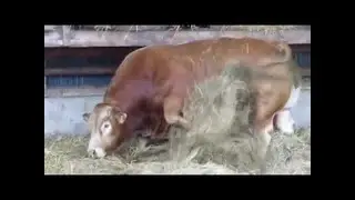#Amazing Intelligent Technology Smart Modern Farming USA Amazing Techniques Cow Breeding Super Char