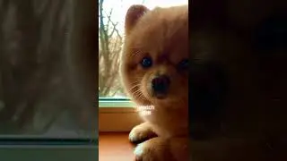 38 Hidden Dog Facts You Didn&rsquo;t Know! 🐶 | Amazing Dog Secrets