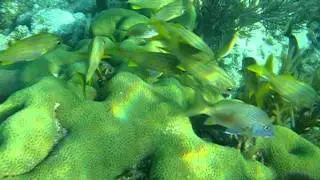 John Pennekamp Coral Reef State Park - Snorkeling Tour - Key Largo, FL - 10