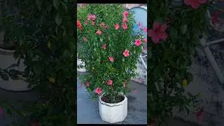 Miniature hibiscus | gudhal | hibiscus plant | pink flower #flowers #gardening#terracegardens