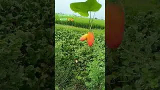 #nature #desi #explore #support #kisan #naturalfarming