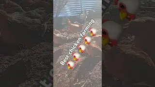 Best chicken farming ##