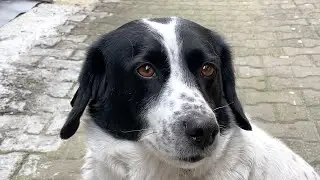 Sausage, The Crossing-Guard Dog Of Batumi