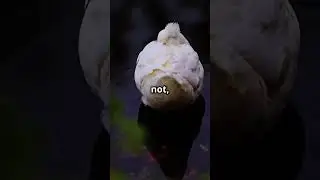 mind-blowing facts about ducks