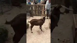 Mini ferme