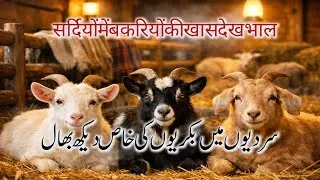 Winter Goat Shelter Setup | سردیوں میں بکریوں کی بہترین دیکھ بھالGoat Lovers Hub 🌍 | Adorable Goat