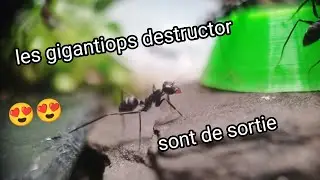 les Gigantiops destructor sont de sortie 😍😋