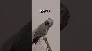 ПОПУГАЙ РУГАЕТСЯ КАК САПОЖНИК ! ГОВОРЯЩИЙ ПОПУГАЙ ЭВРИКА ! 🔥