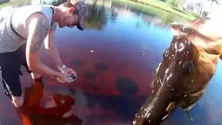 FROG HEAVEN! PT1: TOPWATER strikes UNDERWATER footage