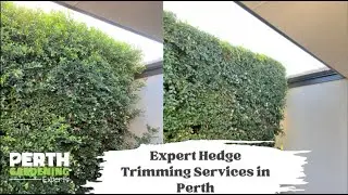 Trimming Hedges & Bushes | Perth Gardening Experts