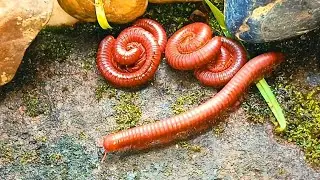 Discovering Unique Forest Millipede Behavior ​#Millipedes ​#ForestMillipede #MillipedeBehavior