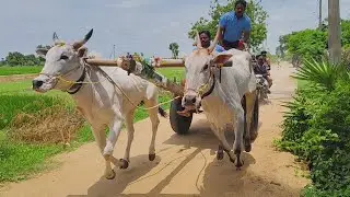 Sri Chamundeshwari sea foods gangapatnm village junior bulls 1 prize 🏆 at gamgavaram 4:55:12