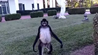 Spanky Spider Monkey wild and Free FUN