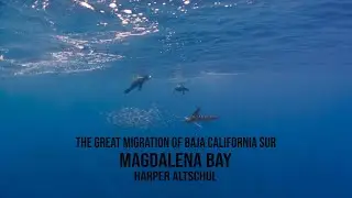 The Great Migration of Magdalena Bay  I  Sony A7SIII