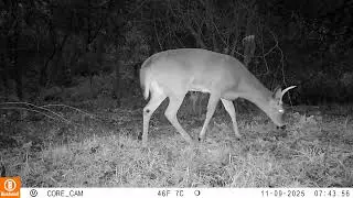 Buck arrives at doe bedding site