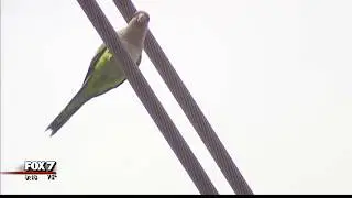 Austin Energy implements new policies for Monk parakeet nest removals | 4/2018