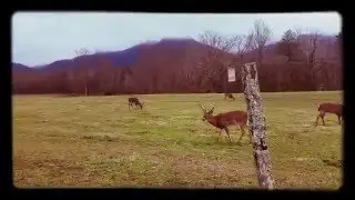 Bucks Galore at Cade's Cove
