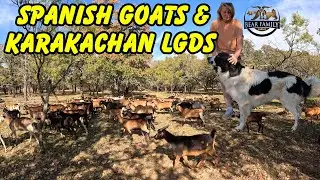 Spanish Goats Guarded By Karakachan LGD&rsquo;s