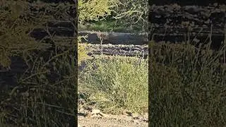 Walnut Canyon, Cochran,AZ. videoing some butterflies