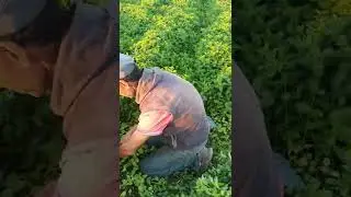 طريقة جني النعناع المغربي  #النعناع #برشيد #سطات How to harvest Moroccan mint