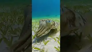 Ocean Fish Relaxation