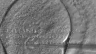 Why scientists are editing genes in human embryos