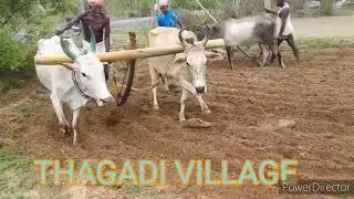Bullock working style in village two Bullock racing video in agriculture land cow video