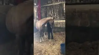 How to bridle a problem horse