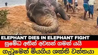 Death in the Wild: Elephant Loses Life in Power Struggle ගැටුමෙන් මියගිය ශක්ති වන්තයා #everyone